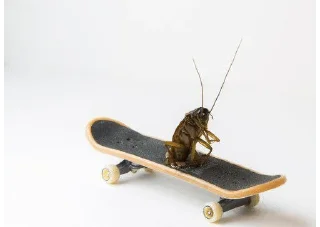 Sticker from pretty insects ✨🪳✨✨
