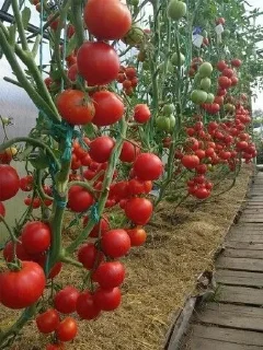 🍅 emoji Pppomidddoriii Telegram sticker 10 of 19