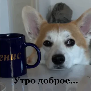 ☀️ emoji Сара Telegram sticker 6 of 105