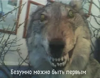 🥴 emoji Ги ги за шаги понимаю Telegram sticker 14 of 96
