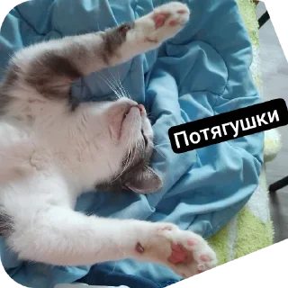 🐱 emoji Супер мур Telegram sticker 12 of 58