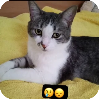 🐱 emoji Супер мур Telegram sticker 6 of 58
