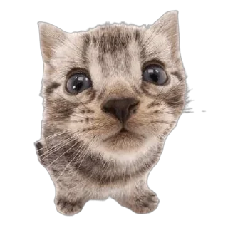 😻 emoji кити | @Stick4Gram Telegram sticker 9 of 24