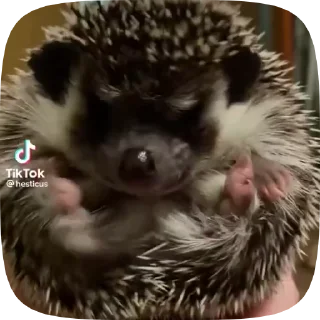🦔 emoji ､｡･《 ежики 🦔 by @layylish •｡､ Telegram sticker 6 of 15