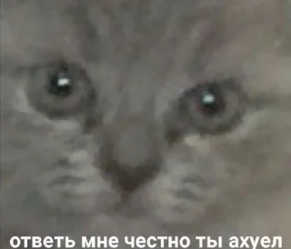 Sticker from какая-то хуета