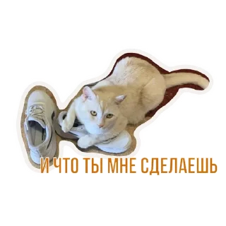 🌟 emoji Бусенки Telegram sticker 15 of 51