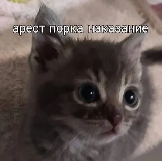 😠 emoji мемновые коти 3 Telegram sticker 14 of 107