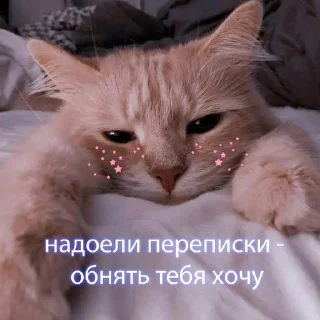 ❤️ emoji Котики ❤️ Telegram sticker 23 of 53