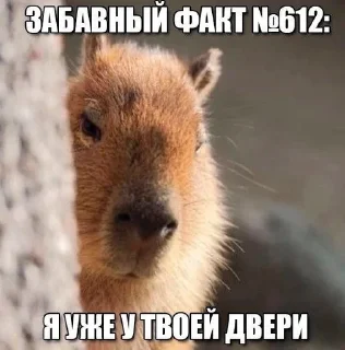 🌟 emoji Вы лучшие Telegram sticker 13 of 20