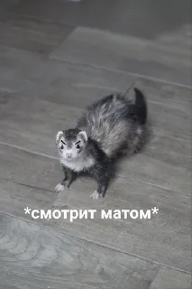 🌟 emoji Вы лучшие Telegram sticker 5 of 20