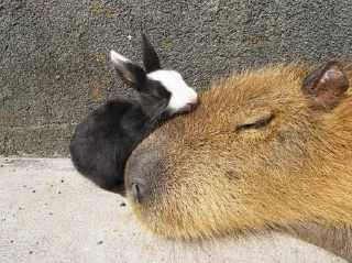 🐇 emoji Капибарчики Telegram sticker 20 of 120