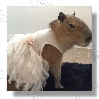 👗 emoji Капибарчики Telegram sticker 13 of 120