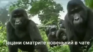 Sticker from Обезьяни 2 пак