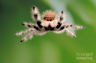 🍃 emoji Jumping Spiders (Salticidae) Telegram sticker 14 of 15
