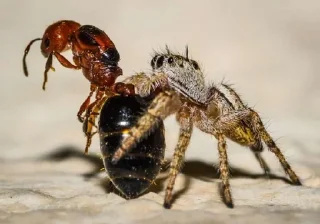 💪 emoji Jumping Spiders (Salticidae) Telegram sticker 12 of 15