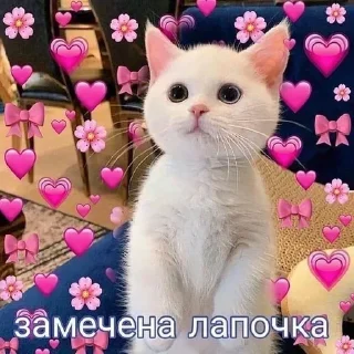 🩰 emoji ♡Tanyshayoucat🙆🏻‍♀️♡ Telegram sticker 19 of 44
