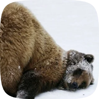 🐻 emoji Мишка @Aimee_omoide Telegram sticker 8 of 50