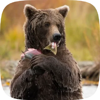 🐻 emoji Мишка @Aimee_omoide Telegram sticker 7 of 50