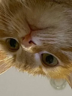 🌟 emoji эля не лох Telegram sticker 13 of 18