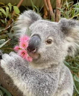 Sticker from Tense Koala