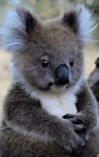 Sticker from Tense Koala