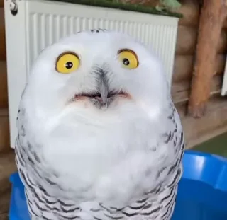 🙈 emoji Совы @OwlGrand Telegram sticker 5 of 120