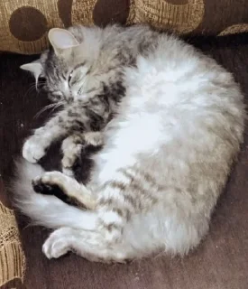 🐱 emoji Ты кто? Telegram sticker 8 of 10
