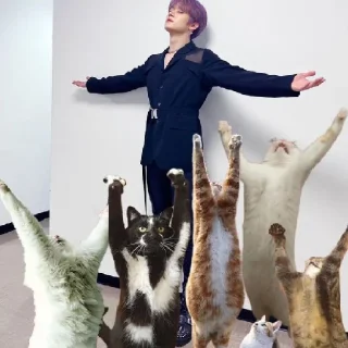 🐈 emoji Квокка на танке Telegram sticker 10 of 60