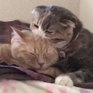 🤎 emoji милане😍😍😍.
делал лиам🥰 Telegram sticker 3 of 15