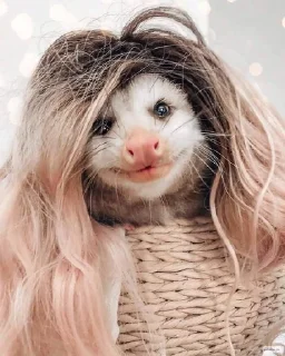 🧝‍♀️ emoji Opossum Telegram sticker 18 of 86