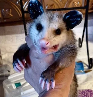 👋 emoji Opossum Telegram sticker 24 of 86