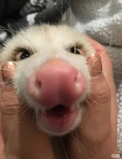 😚 emoji Opossum Telegram sticker 15 of 86