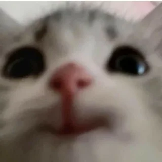 😛 emoji @Obezyana_VInternete kotiki lo Telegram sticker 8 of 41