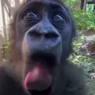 🥵 emoji Monke Time 🙉 by @wostickers Telegram sticker 16 of 31