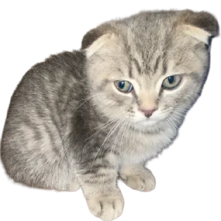 🌟 emoji morderisch Telegram sticker 8 of 55