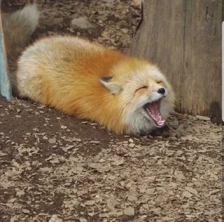 🌟 emoji Фенеки и лисички🦊 Telegram sticker 17 of 120