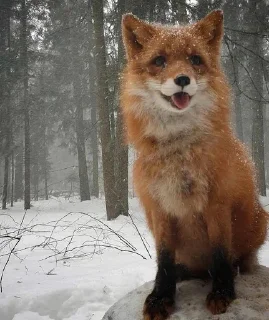 🌟 emoji Фенеки и лисички🦊 Telegram sticker 22 of 120