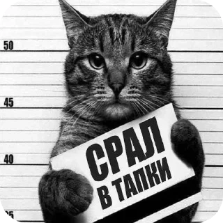 🐱 emoji нееед :: @myxa4o Telegram sticker 14 of 116