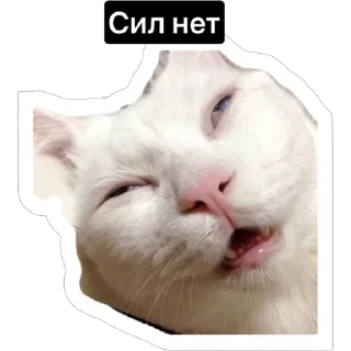 😩 emoji Смешные коты Telegram sticker 15 of 29