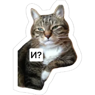 🤔 emoji Смешные коты Telegram sticker 7 of 29