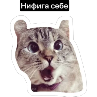😱 emoji Смешные коты Telegram sticker 19 of 29
