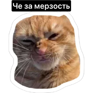 🤢 emoji Смешные коты Telegram sticker 13 of 29