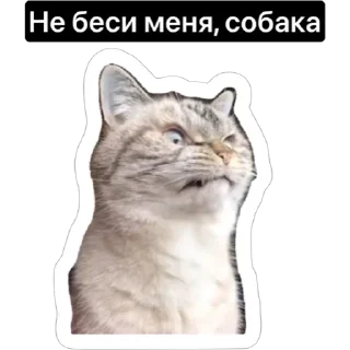 😡 emoji Смешные коты Telegram sticker 14 of 29