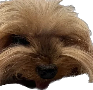 🥶 emoji Пупсик Мика😍🥰😘😘🥰😍🥰😘😛🥰 Telegram sticker 16 of 18