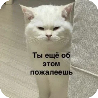 😡 emoji Kitticetics Telegram sticker 7 of 89