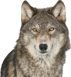 🐺 emoji Вупсень и Пупсень Telegram sticker 5 of 32