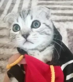 ❓ emoji Барсик легенда Telegram sticker 5 of 15