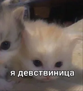 🌟 emoji Доги кок Telegram sticker 16 of 28