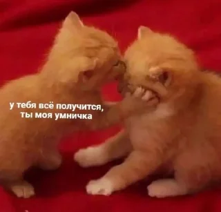 😘 emoji Кошкамемы Telegram sticker 11 of 106