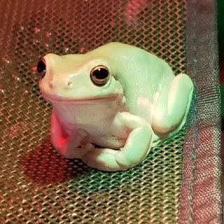 🌟 emoji frogi Telegram sticker 18 of 56